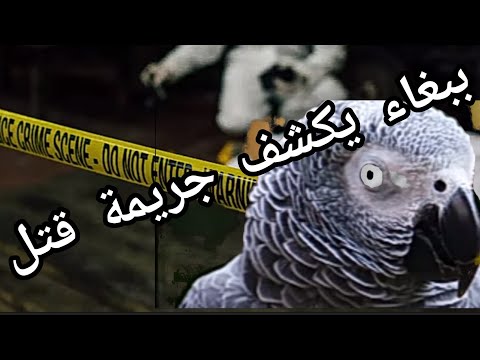 قصة الببغاء الذي كشف لغز جريمة قتل